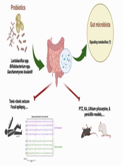 The Influence of the Probiotics, Ketogenic Diets, and Gut Microbiota on Epilepsy and Epileptic Models: A Comprehensive Review